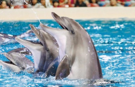 Sea Lions and Dolphin Show